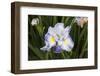 Iris-Lynn M^ Stone-Framed Photographic Print