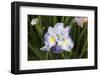 Iris-Lynn M^ Stone-Framed Photographic Print