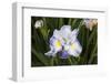 Iris-Lynn M^ Stone-Framed Photographic Print