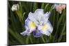 Iris-Lynn M^ Stone-Mounted Photographic Print