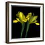 iris-Magda Indigo-Framed Photographic Print