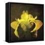 iris-Viviane Fedieu Danielle-Framed Stretched Canvas