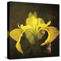 iris-Viviane Fedieu Danielle-Stretched Canvas