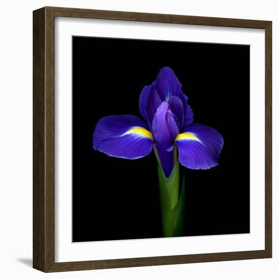 iris-Magda Indigo-Framed Photographic Print