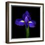 iris-Magda Indigo-Framed Photographic Print