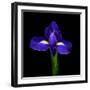 iris-Magda Indigo-Framed Photographic Print