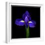 iris-Magda Indigo-Framed Photographic Print