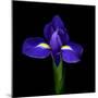 iris-Magda Indigo-Mounted Photographic Print