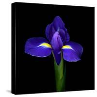 iris-Magda Indigo-Stretched Canvas