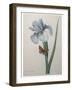 Iris-Pierre-Joseph Redoute-Framed Art Print