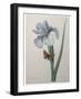 Iris-Pierre-Joseph Redoute-Framed Art Print