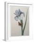 Iris-Pierre-Joseph Redoute-Framed Art Print