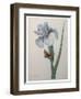 Iris-Pierre-Joseph Redoute-Framed Art Print