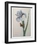 Iris-Pierre-Joseph Redoute-Framed Art Print