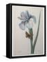 Iris-Pierre-Joseph Redoute-Framed Stretched Canvas