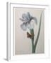 Iris-Pierre-Joseph Redoute-Framed Art Print