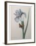 Iris-Pierre-Joseph Redoute-Framed Art Print