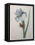 Iris-Pierre-Joseph Redoute-Framed Stretched Canvas