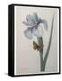 Iris-Pierre-Joseph Redoute-Framed Stretched Canvas