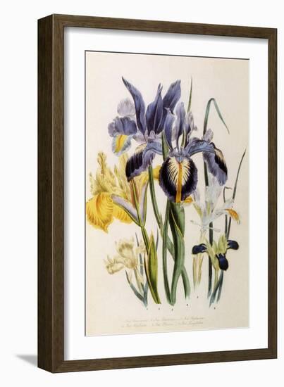 Iris-Jane W. Loudon-Framed Giclee Print