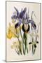 Iris-Jane W. Loudon-Mounted Giclee Print