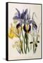 Iris-Jane W. Loudon-Framed Stretched Canvas