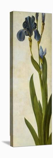Iris-Albrecht Dürer-Stretched Canvas