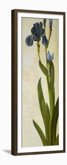 Iris-Albrecht Dürer-Framed Premium Giclee Print