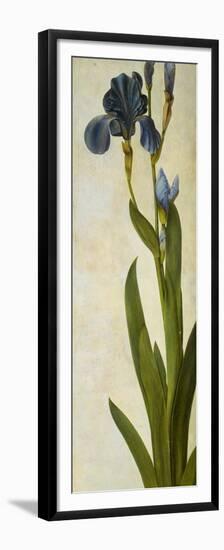 Iris-Albrecht Dürer-Framed Premium Giclee Print