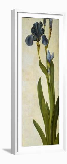 Iris-Albrecht Dürer-Framed Premium Giclee Print