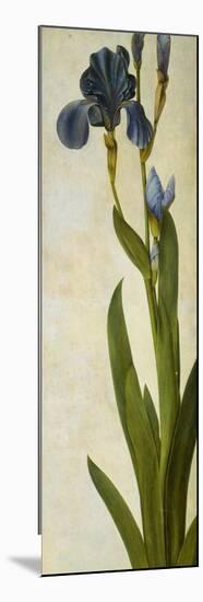 Iris-Albrecht Dürer-Mounted Premium Giclee Print