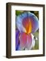 Iris-Charles Bowman-Framed Photographic Print