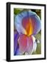 Iris-Charles Bowman-Framed Photographic Print