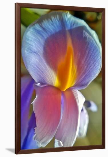 Iris-Charles Bowman-Framed Photographic Print