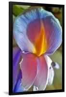 Iris-Charles Bowman-Framed Photographic Print