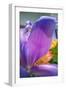 Iris-Charles Bowman-Framed Photographic Print