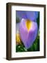 Iris-Charles Bowman-Framed Photographic Print