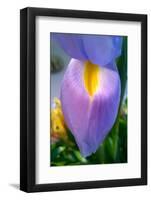 Iris-Charles Bowman-Framed Photographic Print