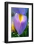 Iris-Charles Bowman-Framed Photographic Print