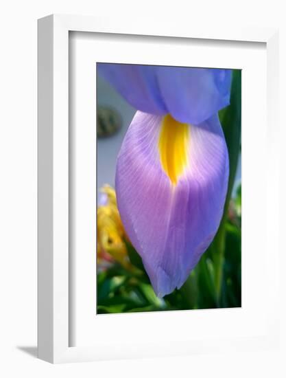 Iris-Charles Bowman-Framed Photographic Print