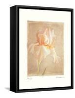 Iris-Amy Melious-Framed Stretched Canvas