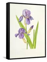 Iris-Elizabeth Rice-Framed Stretched Canvas