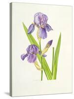 Iris-Elizabeth Rice-Stretched Canvas