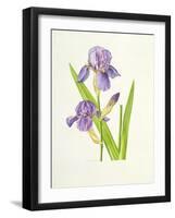 Iris-Elizabeth Rice-Framed Giclee Print