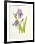 Iris-Elizabeth Rice-Framed Giclee Print