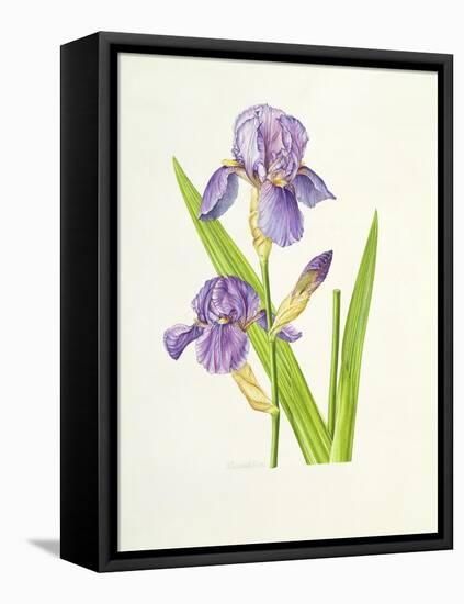 Iris-Elizabeth Rice-Framed Stretched Canvas