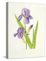 Iris-Elizabeth Rice-Stretched Canvas