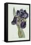 Iris-William Curtis-Framed Stretched Canvas