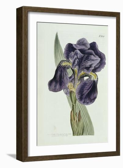 Iris-William Curtis-Framed Giclee Print