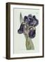 Iris-William Curtis-Framed Giclee Print